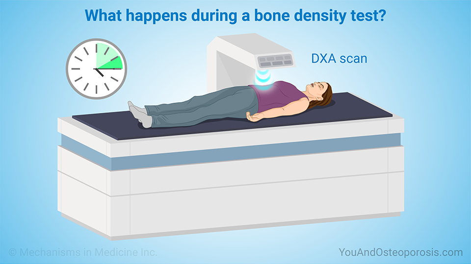 What happens during a bone density test?