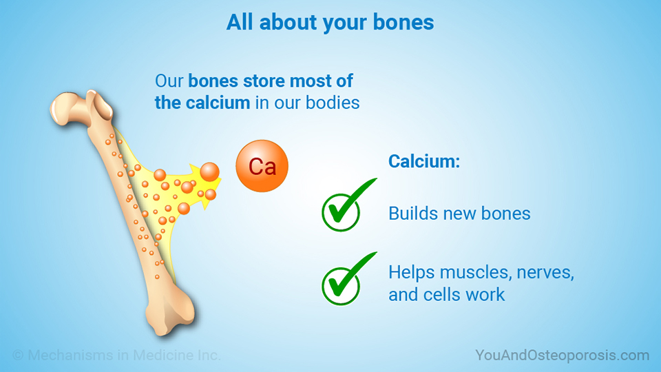 All about your bones