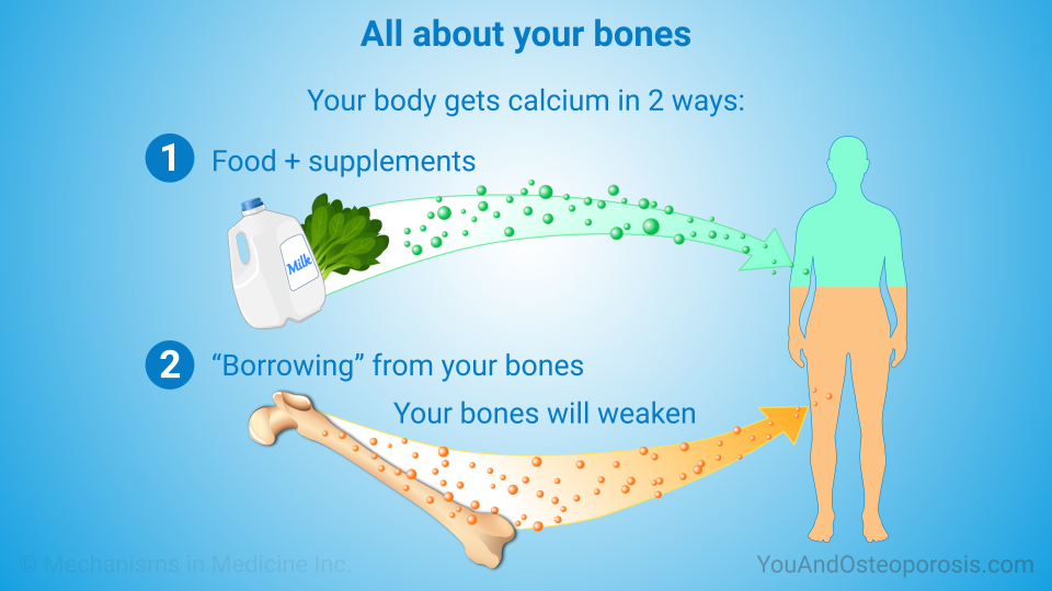 All about your bones